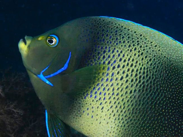 Pomacanthus semicirculatus - poisson-ange à demi-cercles Pomacanthus semicirculatus - poisson-ange à demi-cercles