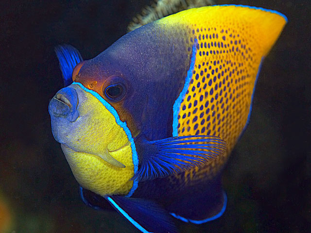 Pomacanthus navarchus - poisson-ange amiral Pomacanthus navarchus - poisson-ange amiral