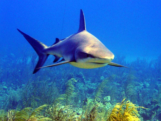 Carcharhinus perezii - requin de récif Carcharhinus perezii - requin de récif