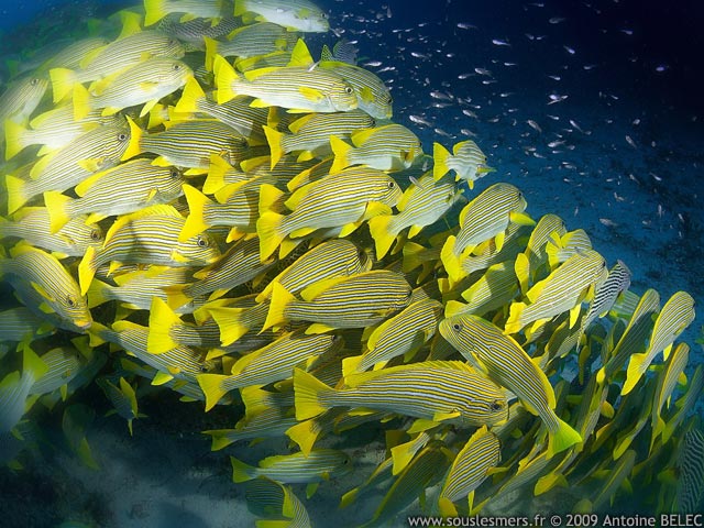 Plectorhinchus polytaenia - gaterin à rubans Plectorhinchus polytaenia - gaterin à rubans