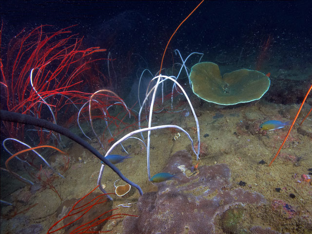 Junceella sp. - fouet de mer Junceella sp. - fouet de mer