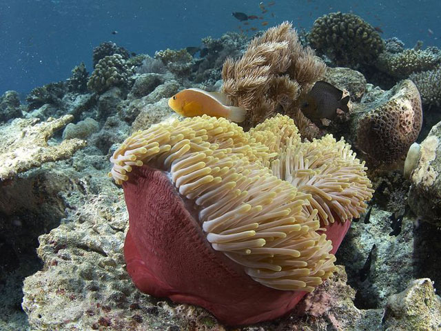 Heteractis magnifica - anémone magnifique Heteractis magnifica - anémone magnifique