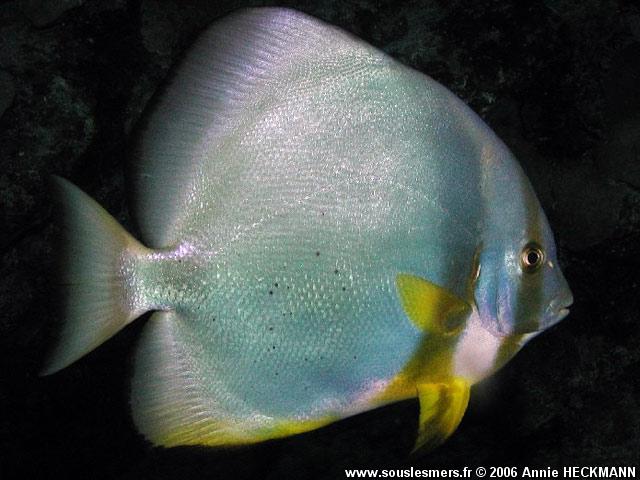Platax orbicularis - platax orbiculaire Platax orbicularis - platax orbiculaire