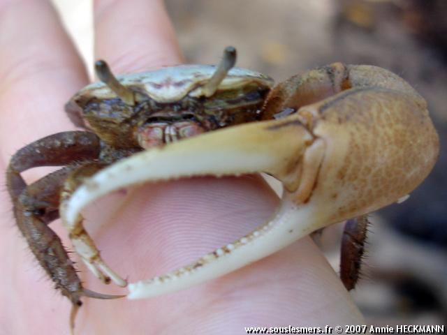Uca pugilator - crabe violoniste Uca pugilator - crabe violoniste