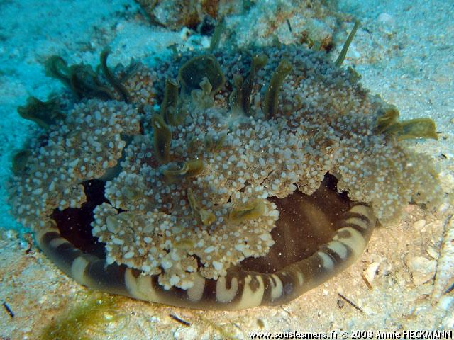 Cassiopea sp. - cassiopée Cassiopea sp. - cassiopée