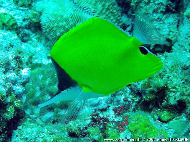 Forcipiger flavissimus - poisson-pincette jaune Forcipiger flavissimus - poisson-pincette jaune