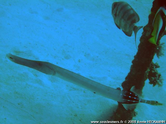 Aulostomus chinensis - poisson trompette Aulostomus chinensis - poisson trompette