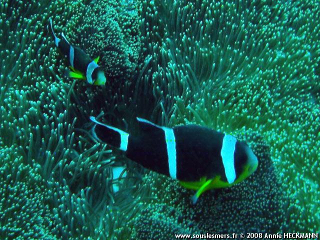 Amphiprion chrysogaster - poisson-clown de l'île Maurice Amphiprion chrysogaster - poisson-clown de l'île Maurice