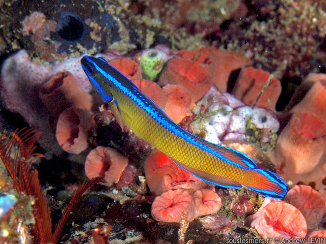 Pseudochromis dutoiti - pseudochromis peint Pseudochromis dutoiti - pseudochromis peint