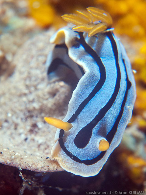 Chromodoris sp 30 - doris sp 30 Chromodoris sp 30 - doris sp 30