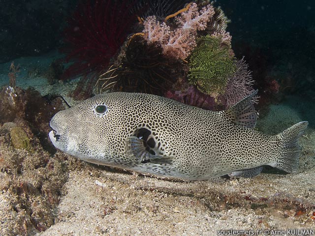 Arothron stellatus - poisson-ballon étoilé Arothron stellatus - poisson-ballon étoilé