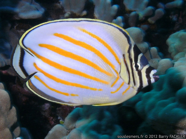 Chaetodon ornatissimus - poisson-papillon orné Chaetodon ornatissimus - poisson-papillon orné