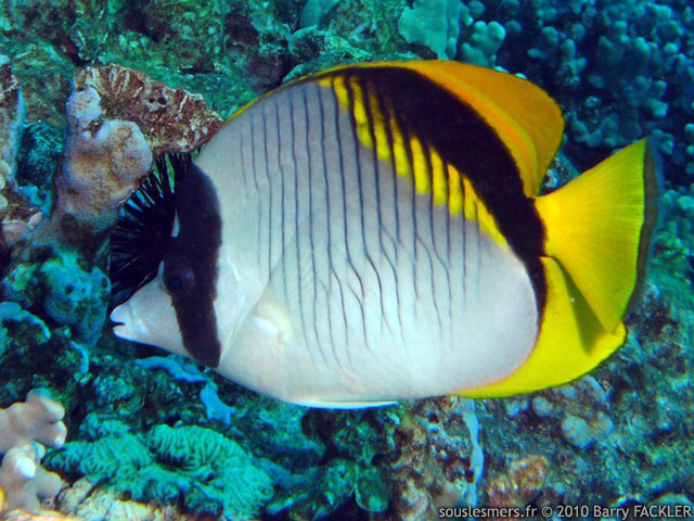 Chaetodon lineolatus - poisson-papillon linéolé Chaetodon lineolatus - poisson-papillon linéolé