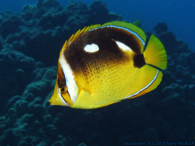 Chaetodon quadrimaculatus - poisson-papillon à 4 taches Chaetodon quadrimaculatus - poisson-papillon à 4 taches