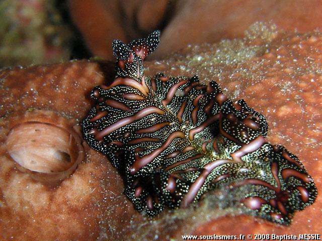 Pseudobiceros bedfordi - tapis persan Pseudobiceros bedfordi - tapis persan