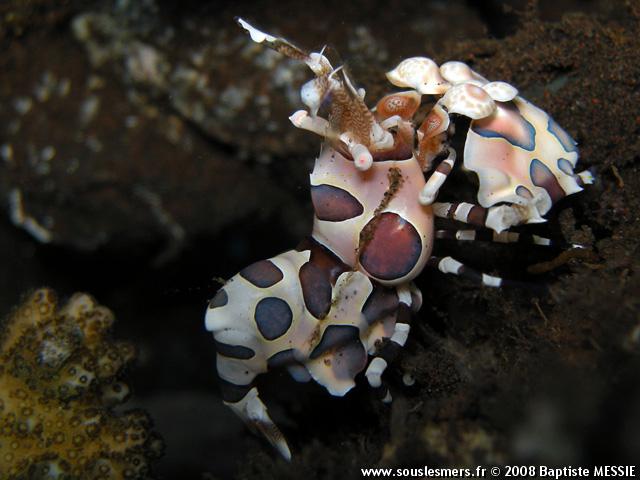 Hymenocera picta - crevette arlequin Hymenocera picta - crevette arlequin