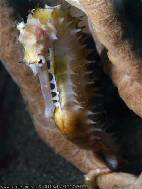Hippocampus histrix - hippocampe hérissé Hippocampus histrix - hippocampe hérissé