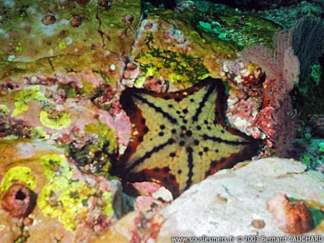 Nidorellia armata - étoile de mer chocolat Nidorellia armata - étoile de mer chocolat