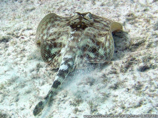 Urobatis jamaicensis - raie pastenague jaune Urobatis jamaicensis - raie pastenague jaune