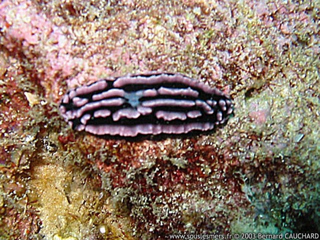 Phyllidiella rosans - phyllidie rose Phyllidiella rosans - phyllidie rose