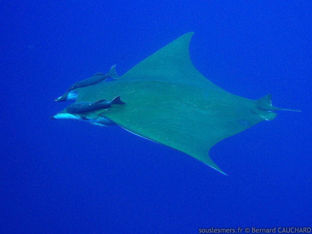 Mobula tarapacana - diable de mer Mobula tarapacana - diable de mer