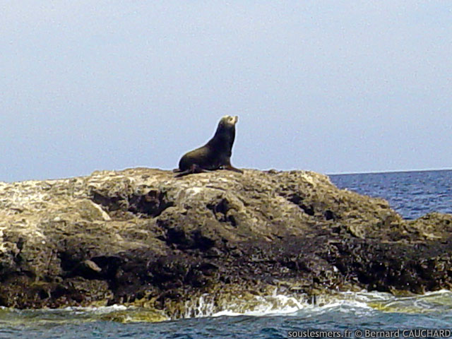 Callorhinus ursinus - otarie à fourrure du nord Callorhinus ursinus - otarie à fourrure du nord