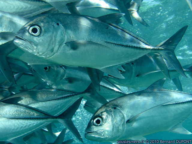 Caranx sexfasciatus - carangue vorace Caranx sexfasciatus - carangue vorace