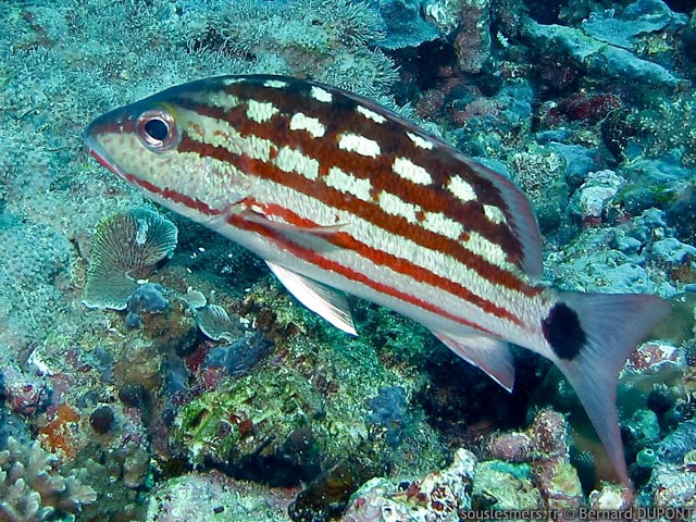 Lutjanus decussatus - vivaneau damier Lutjanus decussatus - vivaneau damier