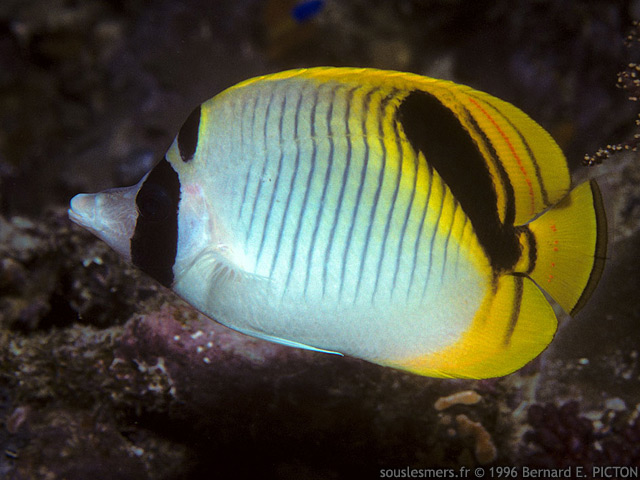 Chaetodon oxycephalus - poisson-papillon trompeur Chaetodon oxycephalus - poisson-papillon trompeur