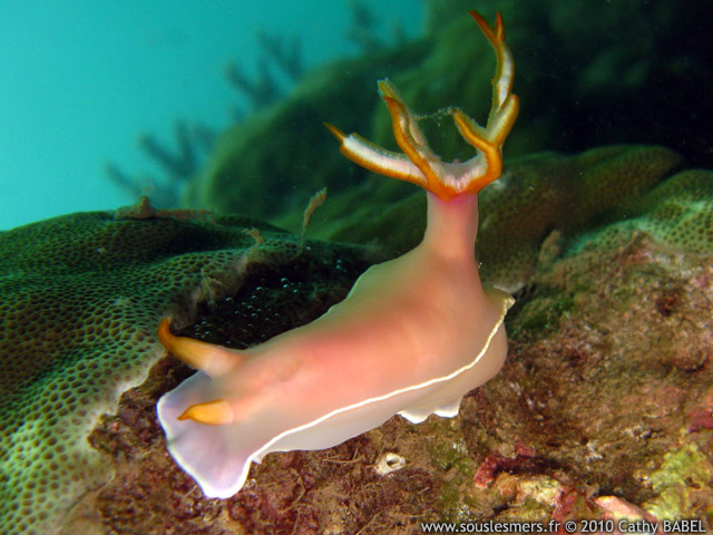 Hypselodoris bullockii - doris de Bullock Hypselodoris bullockii - doris de Bullock