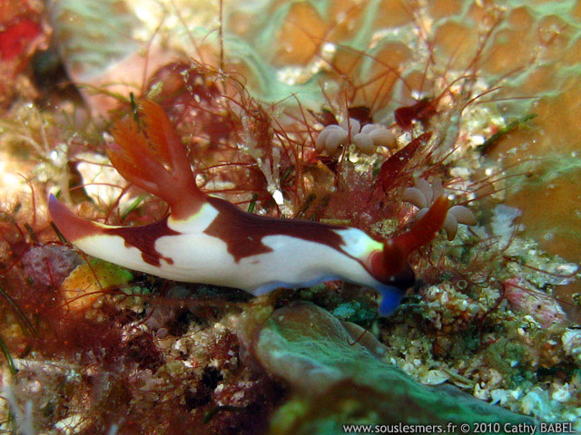Nembrotha chamberlaini - nembrotha de Chamberlain Nembrotha chamberlaini - nembrotha de Chamberlain