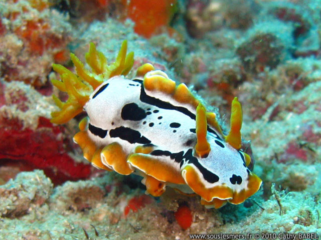 Chromodoris michaeli - doris de Michaël Chromodoris michaeli - doris de Michaël