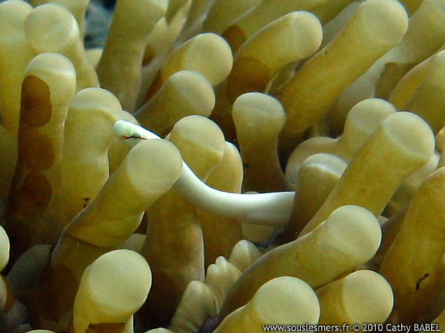 Siokunichthys nigrolineatus - syngnathe de corail Siokunichthys nigrolineatus - syngnathe de corail
