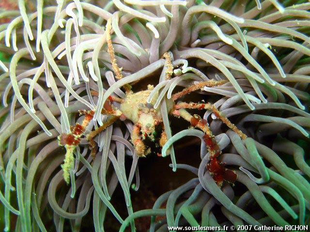 Inachus phalangium - araignée des anémones Inachus phalangium - araignée des anémones