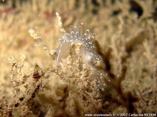 Janolus cristatus - antiopelle Janolus cristatus - antiopelle