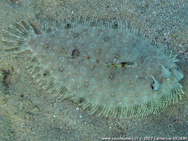 Bothus pantherinus - turbot-léopard Bothus pantherinus - turbot-léopard