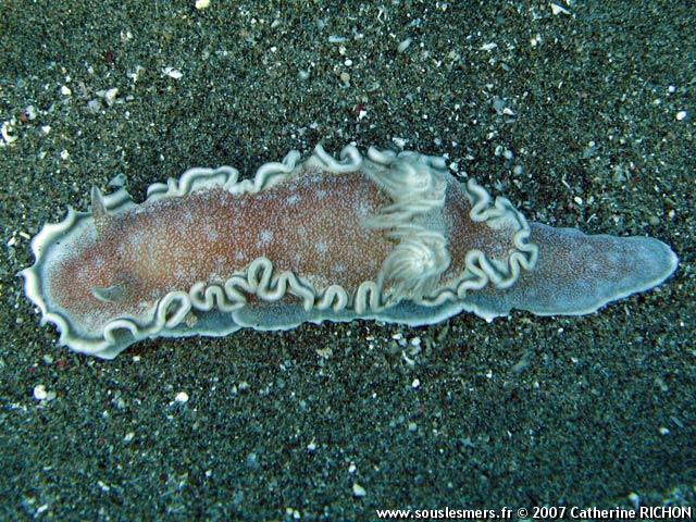 Glossodoris hikuerensis - doris à bord gris Glossodoris hikuerensis - doris à bord gris