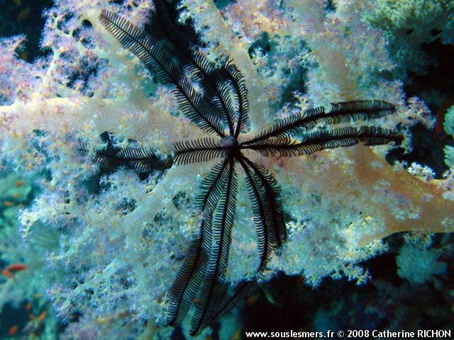 Oligometra serripinna - comatule dents de scie Oligometra serripinna - comatule dents de scie