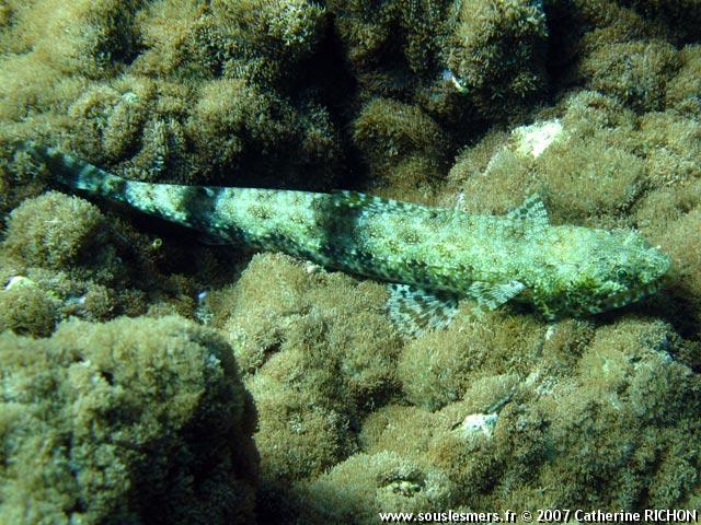 Saurida gracilis - poisson-lézard Saurida gracilis - poisson-lézard