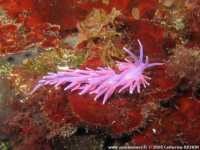 Flabellina pedata - coryphelle mauve Flabellina pedata - coryphelle mauve