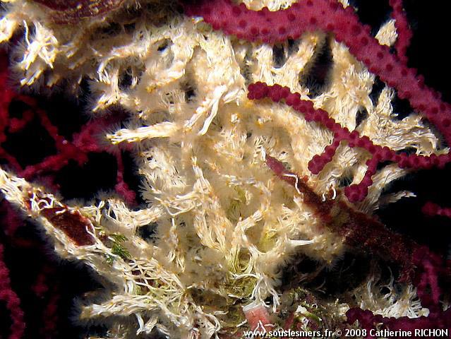 Filograna implexa - salmacine Filograna implexa - salmacine
