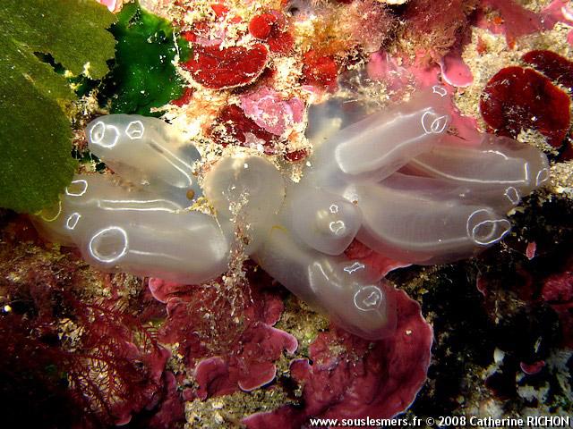 Diazona violacea - diazone Diazona violacea - diazone