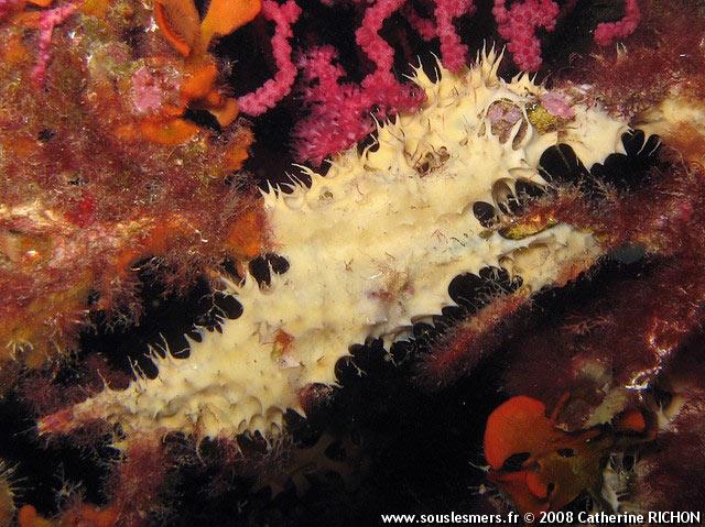 Pleraplysilla spinifera - éponge épineuse blanche Pleraplysilla spinifera - éponge épineuse blanche