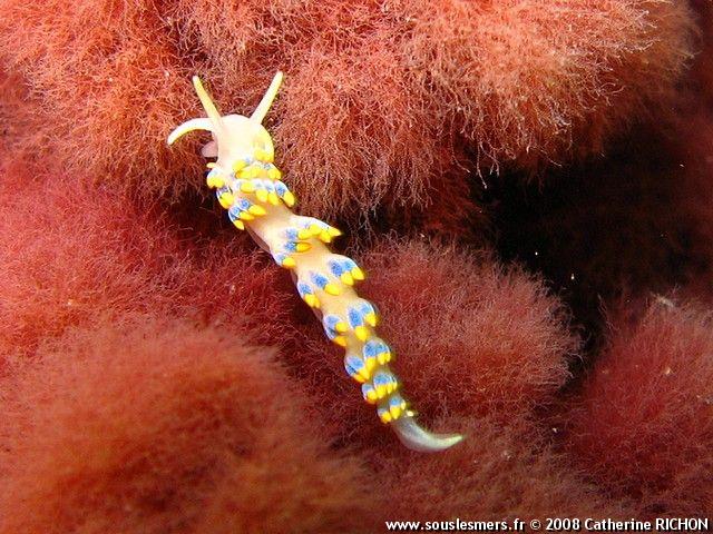 Cuthona caerulea - cuthona bleue Cuthona caerulea - cuthona bleue