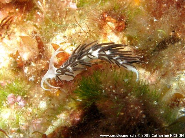 Piseinotecus gabinierei - faceline de la Gabinière Piseinotecus gabinierei - faceline de la Gabinière