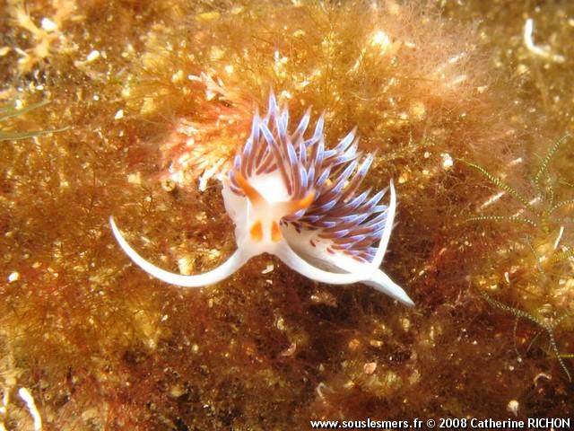 Cratena peregrina - hervia Cratena peregrina - hervia