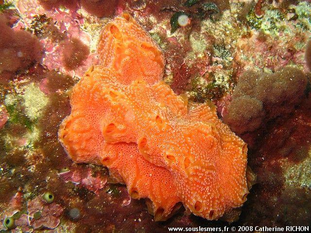 Aplidium nordmanni - polyclinidé sinueux Aplidium nordmanni - polyclinidé sinueux