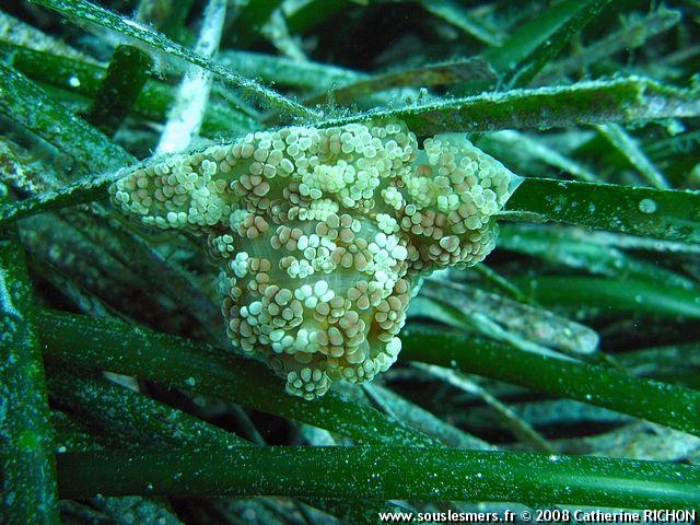 Alicia mirabilis - anémone alicie Alicia mirabilis - anémone alicie
