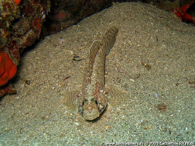 Gobius geniporus - gobie à joues poreuses Gobius geniporus - gobie à joues poreuses