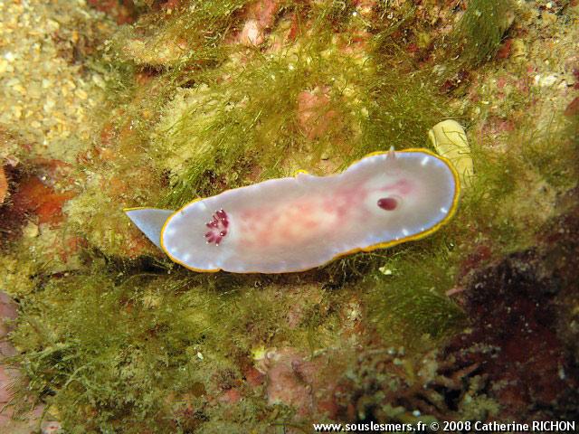 Chromodoris purpurea - doris rose Chromodoris purpurea - doris rose